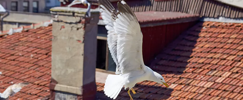 Residential Chimney Animal Removal Solution in Redwood City, CA